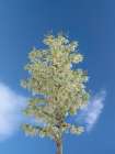 Soaptree yucca in flower, yucca elata, New Mexico Art Print